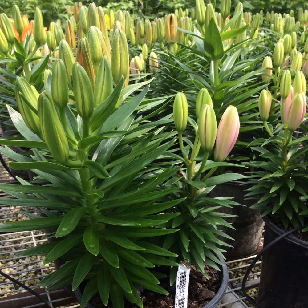 Assorted Yellow Orange Pink Lily ~ Lilium 19CM