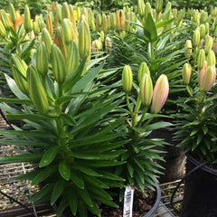 Assorted Yellow Orange Pink Lily ~ Lilium 19CM
