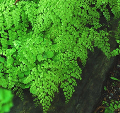 Himalayan Maidenhair Fern ~ Adiantum venustum 19CM