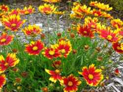 Li'l Bang™ Daybreak Tickseed ~ Coreopsis hybrid 'Daybreak' 19CM