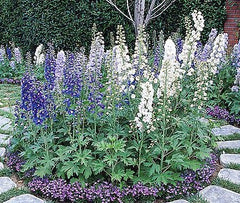 Guardian Mix Larkspur ~ Delphinium elatum 19CM