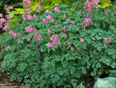King of Hearts Bleeding Heart ~ Dicentra 'King of Hearts' 19CM