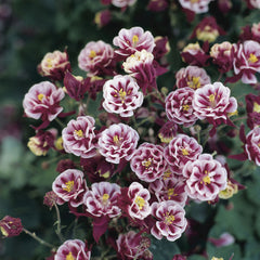 Winky Double Red & White Columbine ~ Aquilegia x 'Double Red & White' 19CM