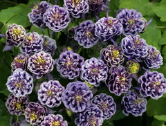 Winky Double Dark Blue & White Columbine ~ Aquilegia x 'Double Dark Blue & White'  19CM