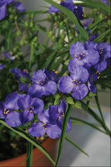Amethyst Kiss™ Spiderwort ~ Tradescantia 'Radtrad' 19CM