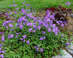 Sherwood Purple Creeping Phlox ~ Phlox stolonifera 'Sherwood Purple' G1