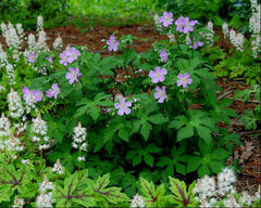 Wild Geranium ~ Geranium maculatum 19CM