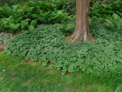 Wild Ginger ~ Asarum canadense 19CM/G1