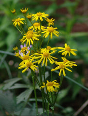Golden Ragwort ~ Packera aurea G1