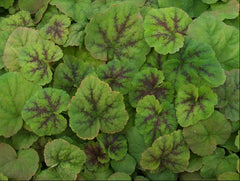 Running Tapestry Foamflower ~ Tiarella cordifolia 19CM