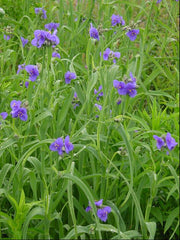 Ohio Spiderwort ~ Tradescantia ohiensis G1