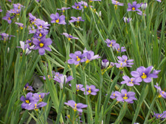 Lucerne Blue-Eyed Grass ~ Sisyrinchium angustifolium G1