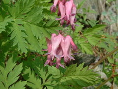Bleeding Heart ~ Dicentra eximia 19CM