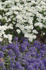 Alexander's White Candytuft ~ Iberis sempervirens 'Alexander's White' 19CM