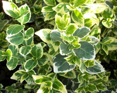 Emerald Gaiety Wintercreeper ~ Euonymus fortunei 'Emerald Gaiety' G2