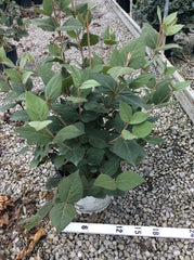 Spice Girl® Korean Spice Viburnum ~ Viburnum carlesii 'Spiro' G3