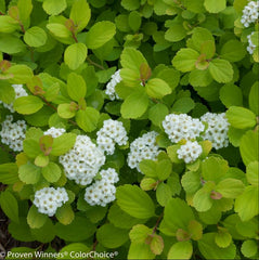 Glow Girl® Birchleaf Spirea ~ Spiraea betulifolia 'Tor Gold' G3