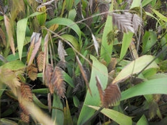 Indian Wood Oats ~ Chasmanthium latifolium 19CM