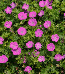 Max Frei Bloody Cranesbill ~ Geranium sanguineum 'Max Frei' 19CM