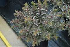 SunSparkler® Jade Tuffet Stonecrop ~ Sedum 19CM