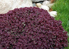 SunSparkler® Firecracker Stonecrop ~ Sedum 19CM