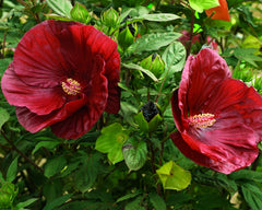 Summerific® Cranberry Crush Rose Mallow ~ Hibiscus x G2