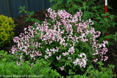 Yuki Cherry Blossom® Deutzia ~ Deutzia x 'NCDX2' G2