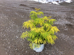 Lemony Lace® Elderberry ~ Sambucus racemosa 'SMNSRD4' G3