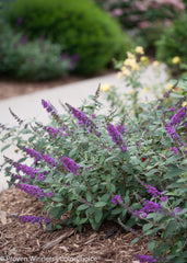 Lo & Behold® Blue Chip Jr. Butterfly Bush ~ Buddleia x 'Blue Chip Jr.' G3