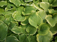 Fragrant Bouquet Plantain Lily ~ Hosta 'Fragrant Bouquet' 19CM