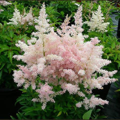 Younique™ Silvery Pink Astilbe ~ Astilbe x 'Verssilvery Pink' 19CM