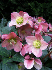 Merlin Lenten Rose ~ Helleborus x ballardiae 'COSEH 810' 19CM