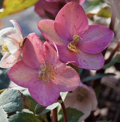 Pink Frost Lenten Rose ~ Helleborus x ballardiae 'COSEH 710' 19CM