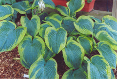 Francis Williams Plantain Lily ~ Hosta 'Francis Williams' 19CM