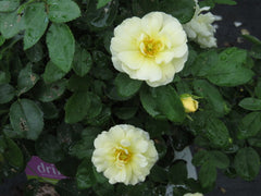 Popcorn Drift® Groundcover Rose ~ Rosa 'Novarospop' 19CM