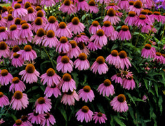 Kim's Knee High Coneflower ~ Echinacea purpurea ‘Kim’s Knee High’ 17CM