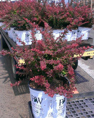 Sunjoy® Tangelo™ Barberry ~ Berberis thunbergii  'O'Byrne' G3