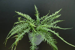 Dragontail Fern ~ Asplenium ebenoides 19CM