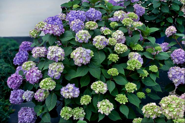 BloomStruck® Reblooming Hydrangea ~ Hydrangea macrophylla 'PIIHM-II' 8"