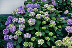 BloomStruck® Reblooming Hydrangea ~ Hydrangea macrophylla 'PIIHM-II' 8"