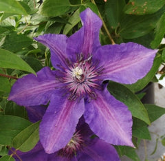 Boulevard® Edda™ Clematis ~ Clematis x ‘Evipo074’ 19CM