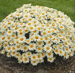 Whoops-a-Daisy Shasta Daisy ~ Leucanthemum superbum 'Whoops-a-Daisy' 19CM