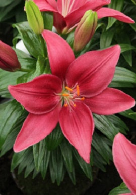Lily Looks™ Tiny Pearl Lily ~ Lilium asiatic 'Tiny Pearl' 19CM