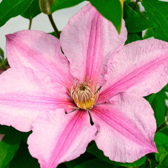 Sally™ Clematis ~ Clematis x 'Evipo077' 19CM