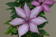 Giselle Clematis ~ Clematis x 'Evipo051' 19CM
