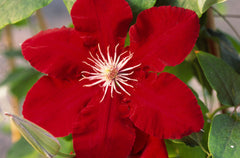 Rebecca™ Clematis ~ Clematis x 'Evipo016' 19CM
