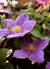 Zara Clematis ~ Clematis x 'Evipo062' 19CM