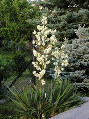 Adam's Needle Yucca ~ Yucca filamentosa G2