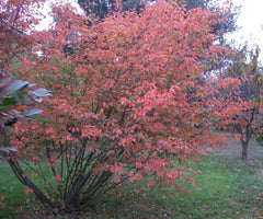 Canadian Serviceberry ~ Amelanchier canadensis G3