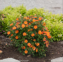 Oso Easy® Paprika Rose ~ Rosa sp. 'ChewMayTime' G2